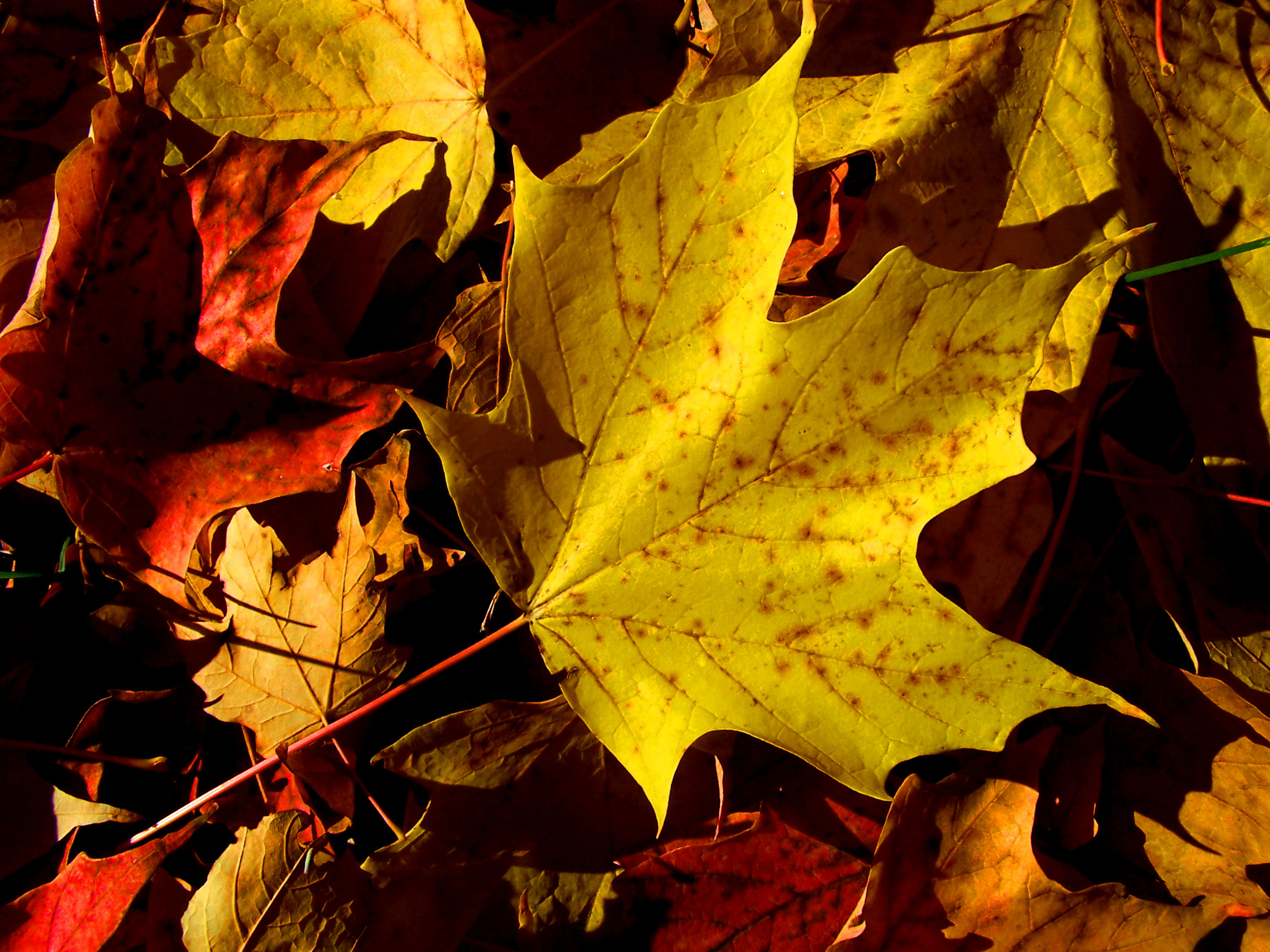 My Golden Leaves