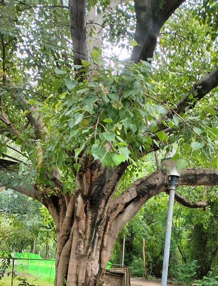 The Tree Of Joyce Kilmer