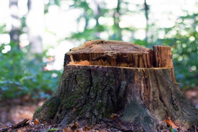 The Stump.