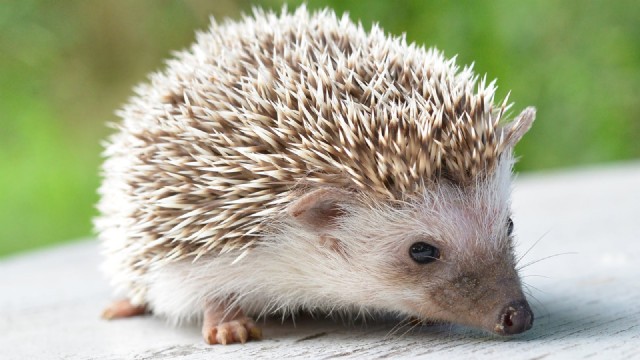 The Hedgehog (Mr. Dillip, This Is Poetry)