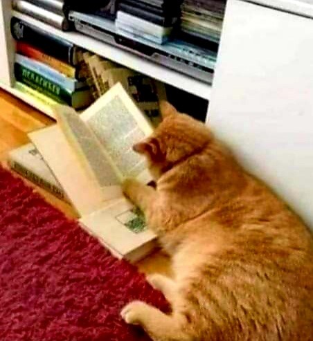 Animal 6 -
a Cat Who Loves To Read