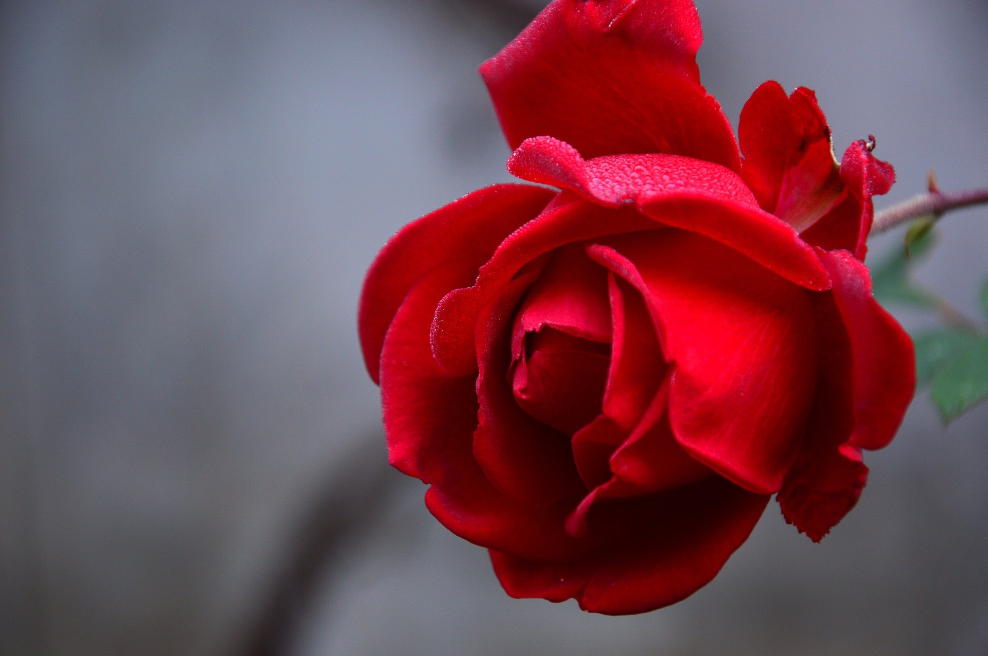 Eight Long Years From Rose