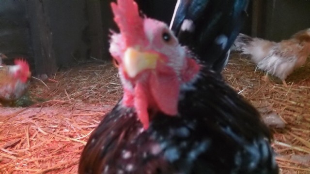 12 Days Of Christmas Chicken Style