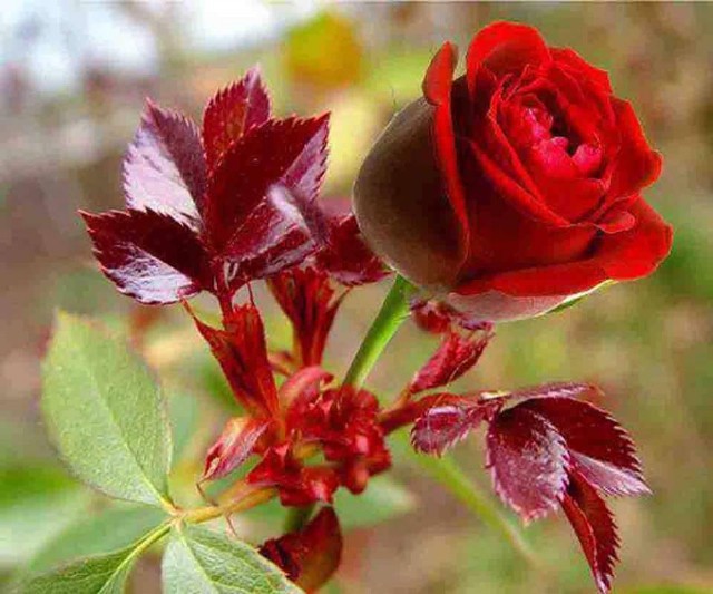 Rosy Fragrance