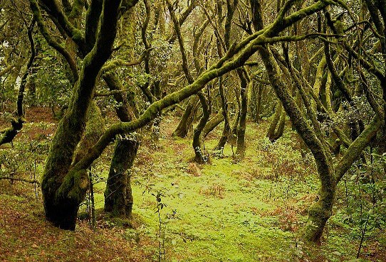 The Prehistoric Forest