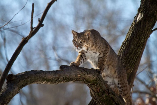 Square Poems 10: Bobcat Acrostic