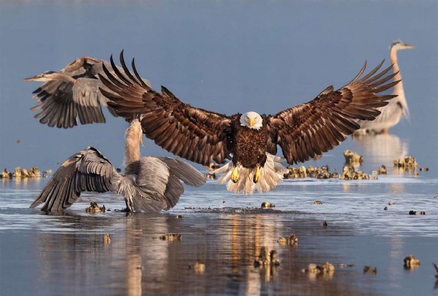 Square Poems 11: Eagle Acrostic