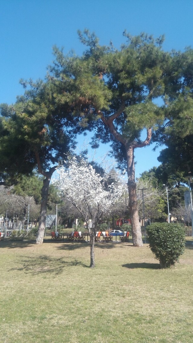 ‘μόνο Με Δέντρα'