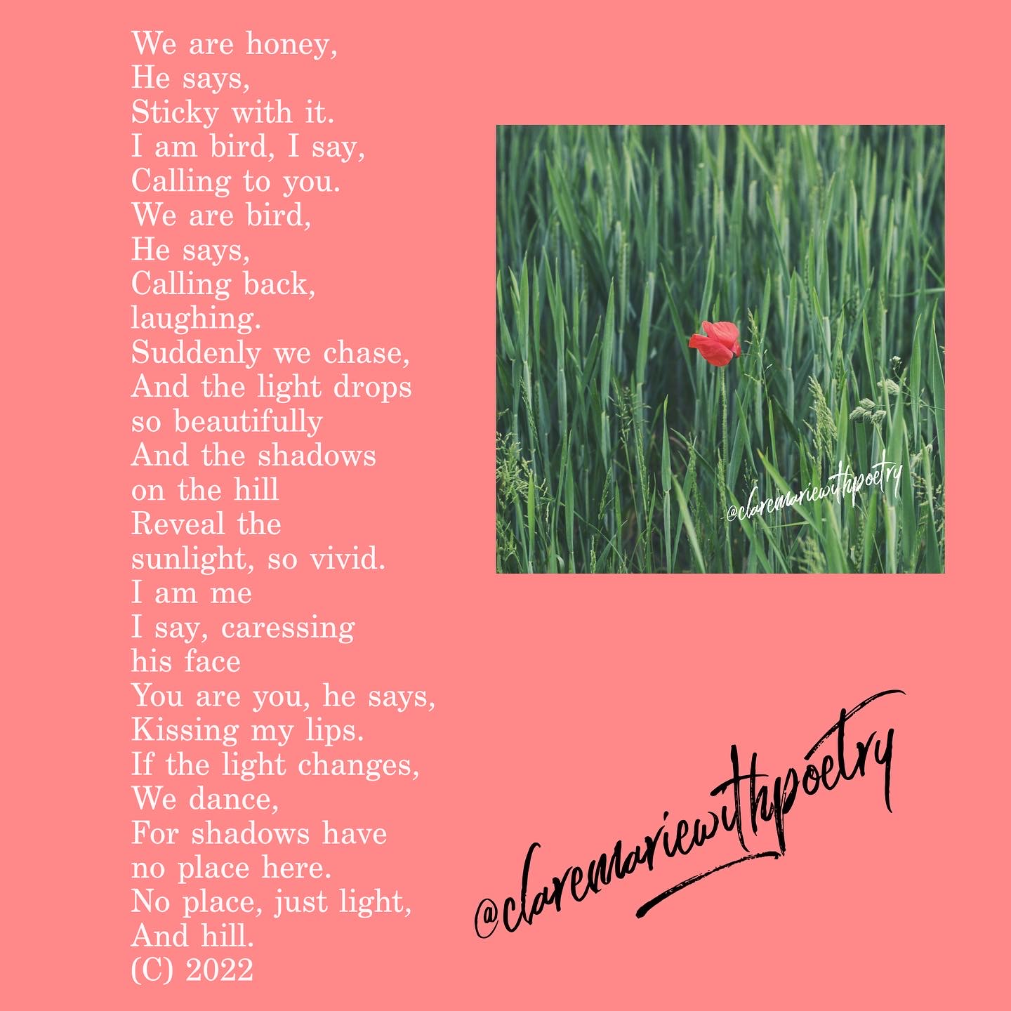 Honey Bird, Light, Hill