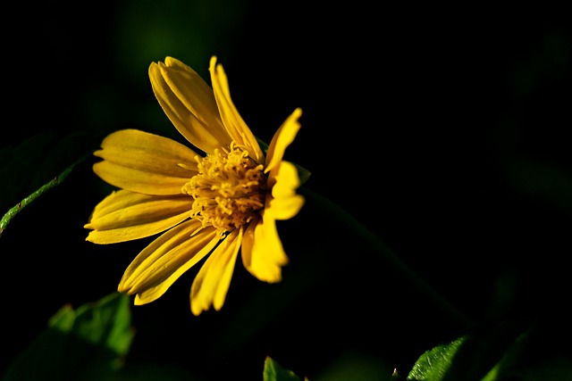 Daisy Darkness