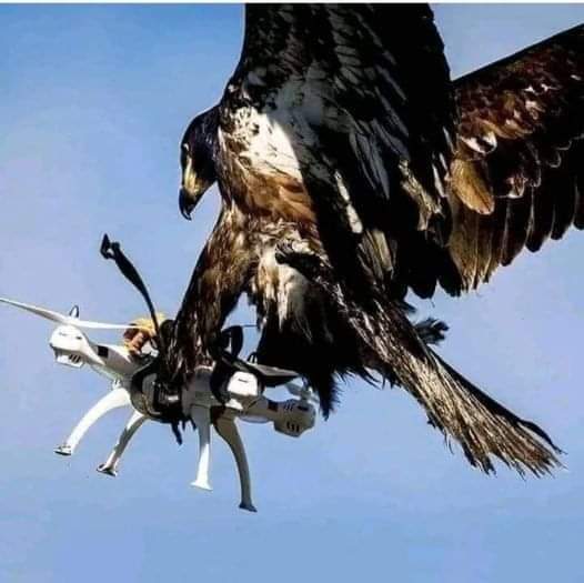 Eagle's Claim
