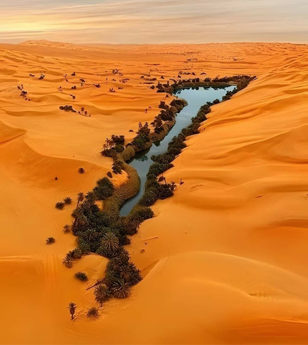 Oasis