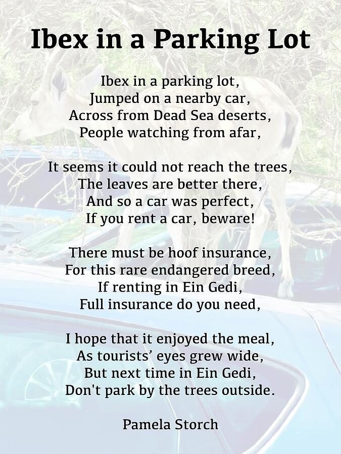 Ibex In A Parking Lot