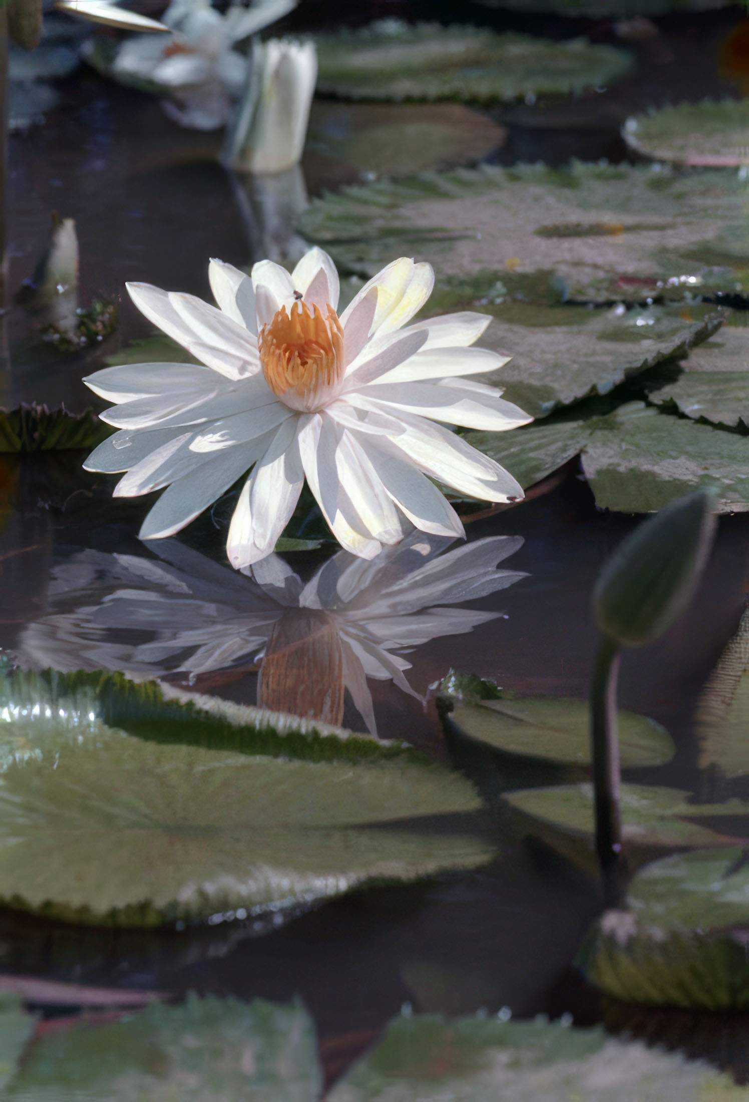A Lotus Flower