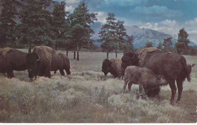Buffalo Herds
