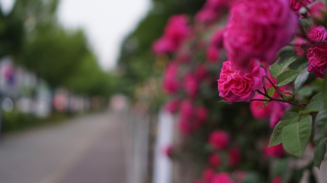 The Street Of Roses