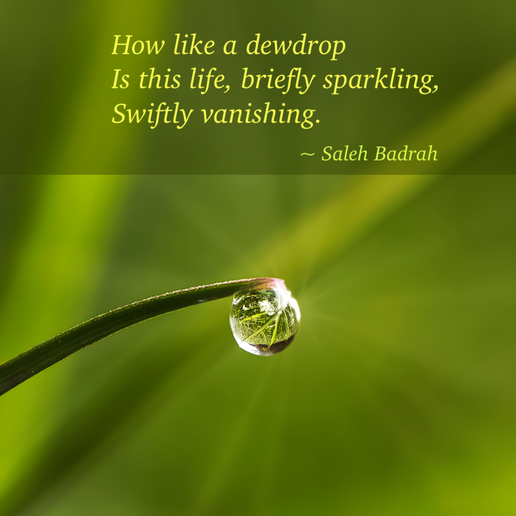 How Like A Dewdrop