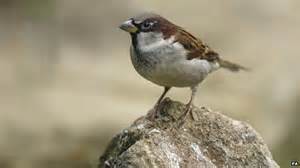 No Shelter For A Sparrow