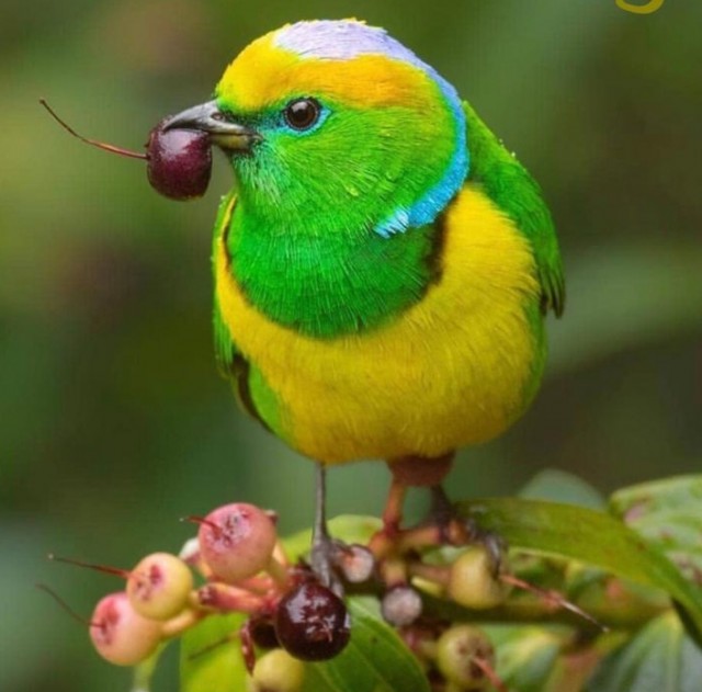 Bird 13 - The Yellow Green Cherrie Berrie Bird