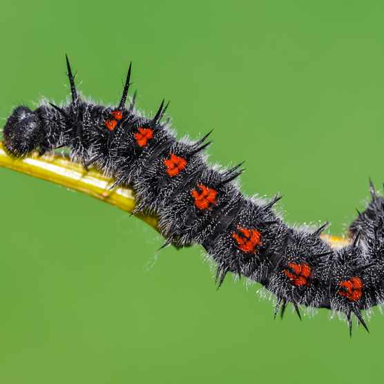 Cocooning Little Caterpillar