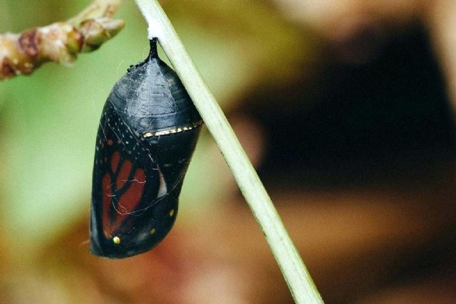 Haiku - Comfort Cocoon