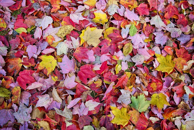 Fly November, Fly