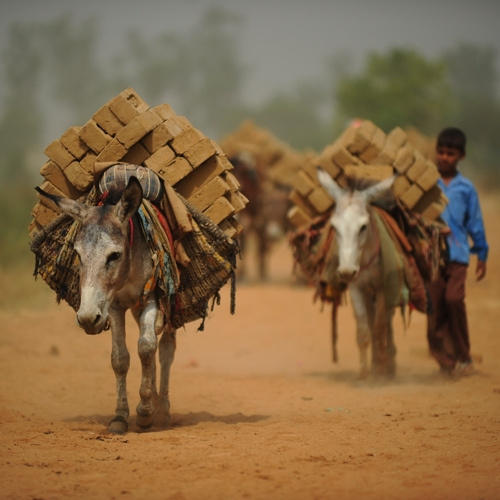 Seven Sins Against Donkeys