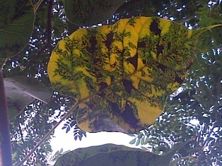 Too Late To Impart Life