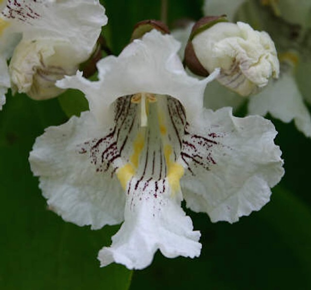 Catalpa