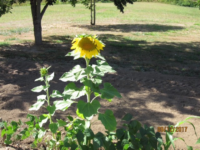 Another Bird Planted Sunflower