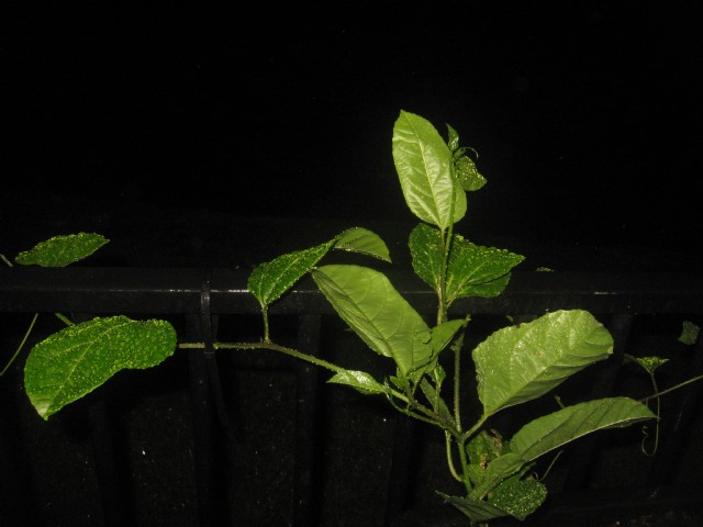 Midnight Cucamelon Vine (Miniature Cucumber)