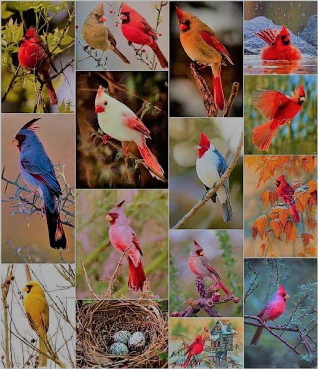 Bird 15 - The Birds Began To Sing In Chorus