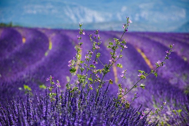 Endless Lavender Fields Of Violet