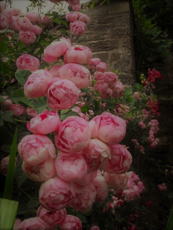 Flower Feelings 3 -
cheerful Pink Roses