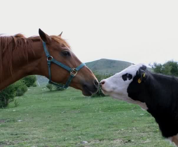 Greener Pastures