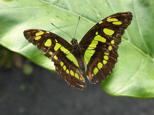 Nature's Mimes