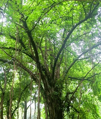 Tree - A Cosmic Wonder