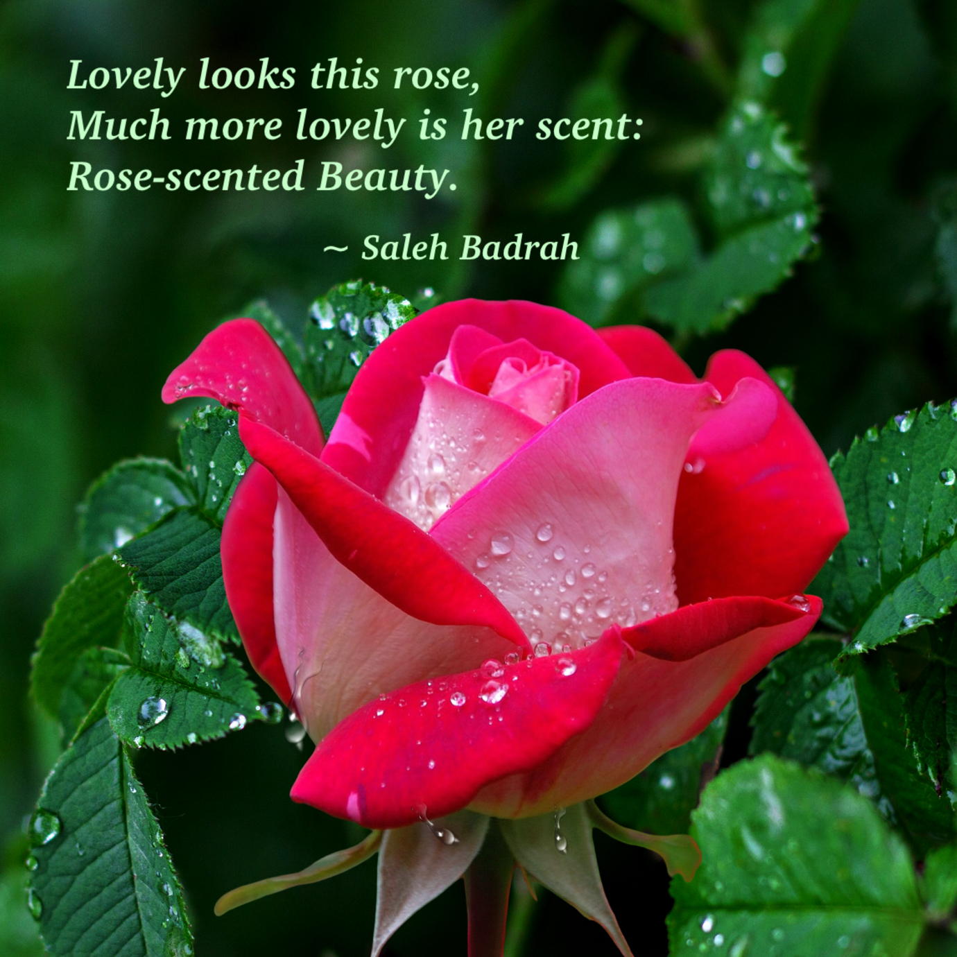 Rose-Scented Beauty