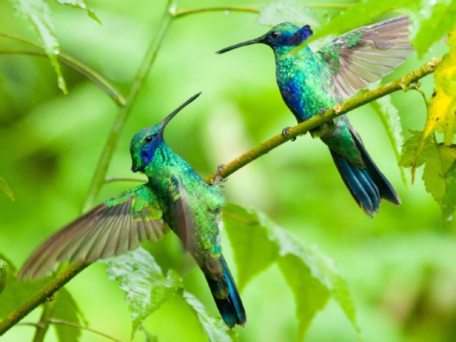 O Beija-Flor (The Hummingbird)