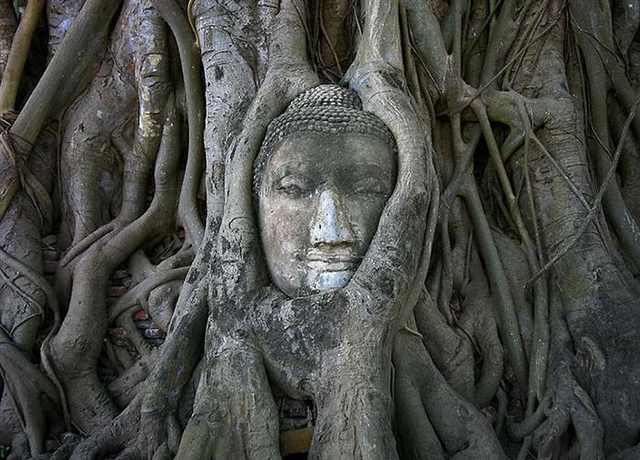 Buddha And The Tree