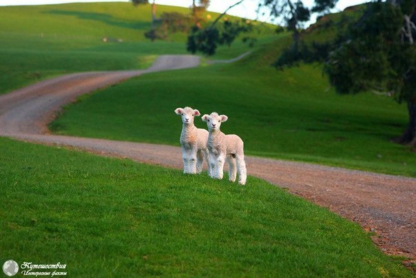 Two Lambs