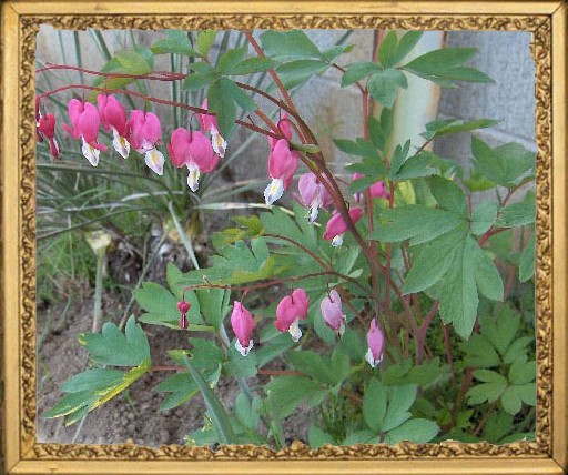 Bleeding Heart