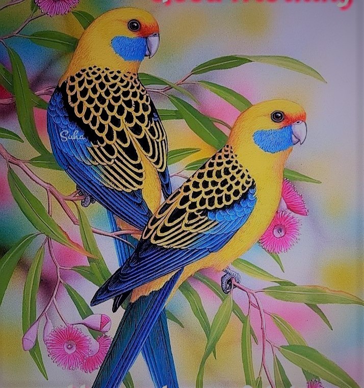 Bird Colours 10 - Beautiful Bipeds