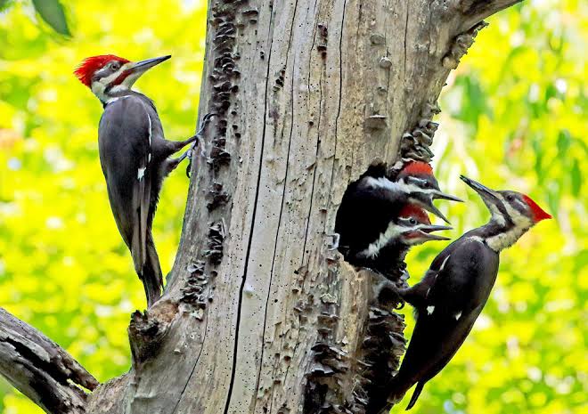 Birds 13 - Pileated Woodpeckers