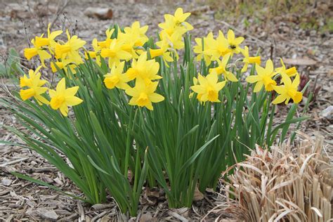 Sweet Daffodils