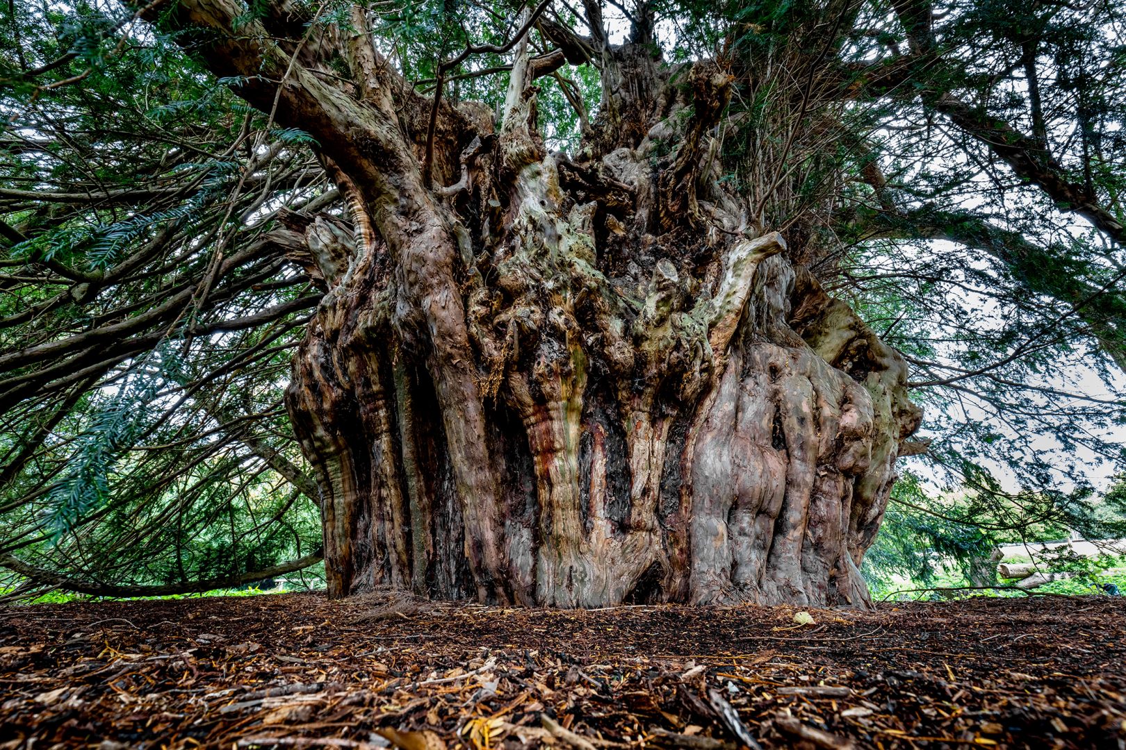 The Fortingall Yew's Tale