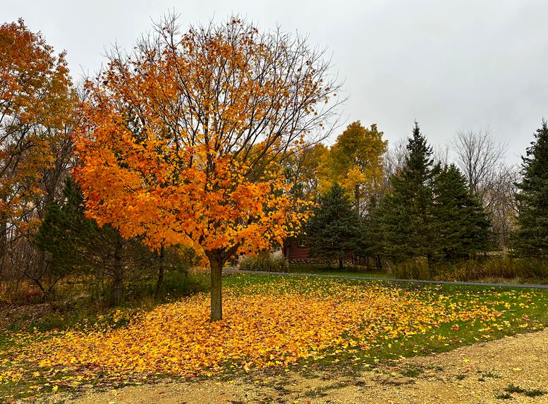 Neglecting The Fallen Leaves!