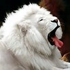The White Lion