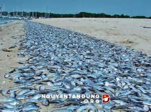 Our Beloved Country Viet Nam Is Sadly Not Really Strange/Weird After All