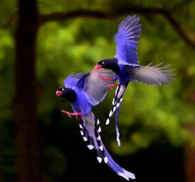Birds Of Love!